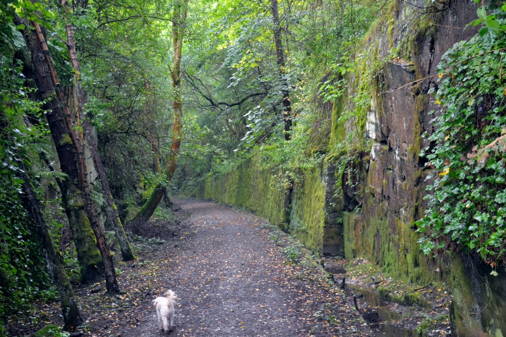 Newtyle railway embankments by Deoradh