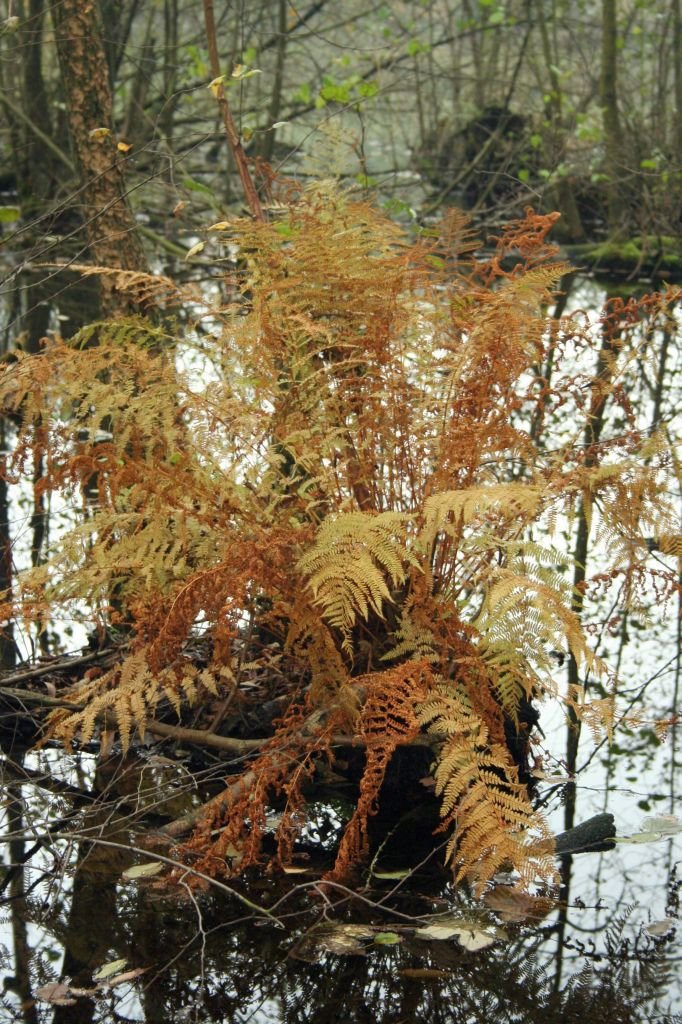 Naturschutzgebiet Alstertal by knirschke