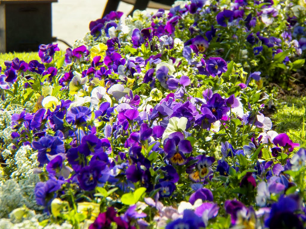 Tonalidades.....jardin Palacio Municipal de La Plata by gaucho.pancho