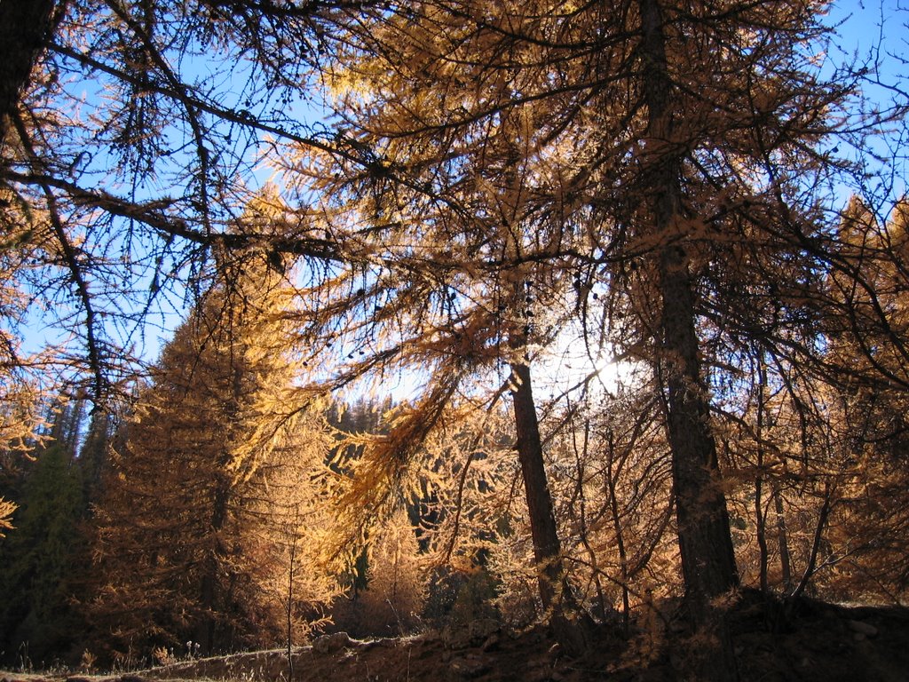 Forêt d'automne by damien godinot