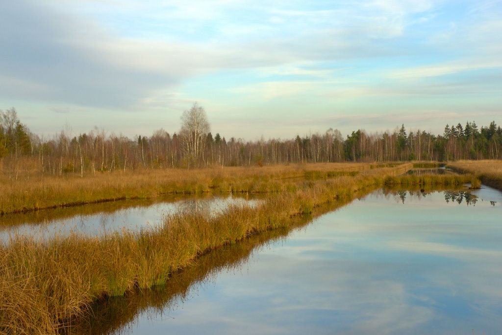 Wetlands, Dec 06 by Sollinger Horst