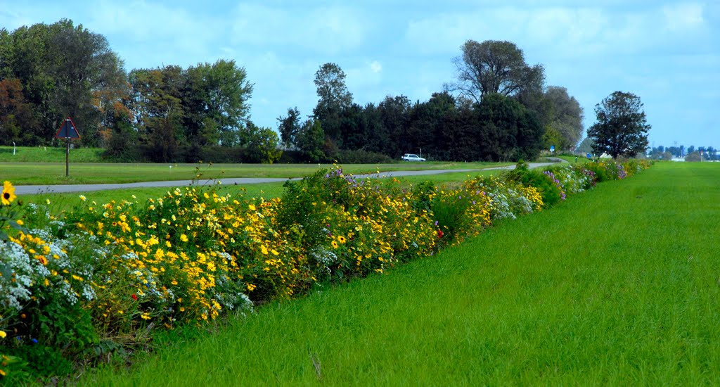 Bloemenkrans langs het winterkoren by © arij m van waart