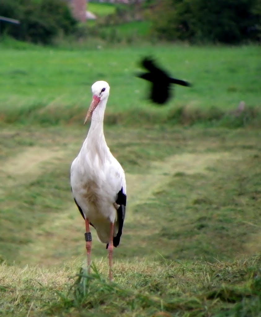 MIGRATION - CIGOGNE by ghislaine pêtre