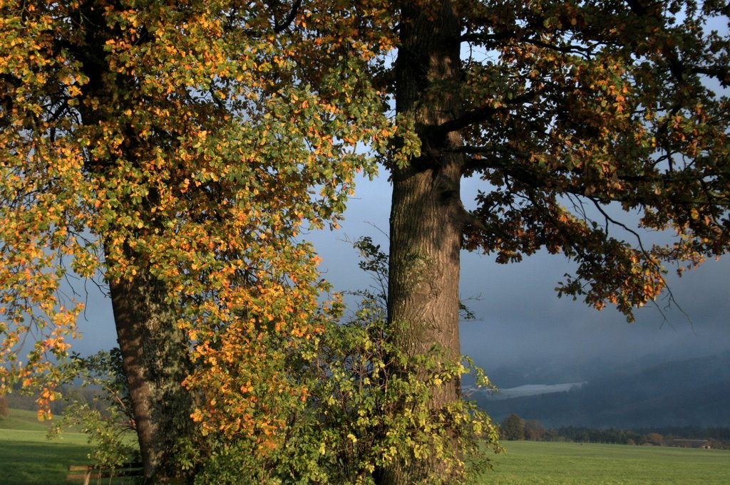 Bei Nussdorf a. H. by michael.markler