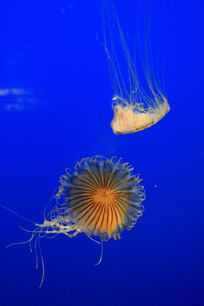 Méduses striées, aquarium de La Rochelle by Bérangère Tiaffay