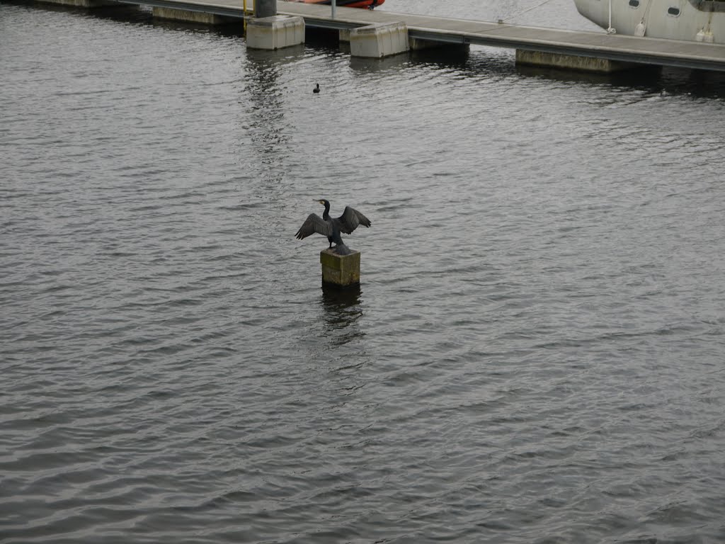 Cardiff white water lake by craig james