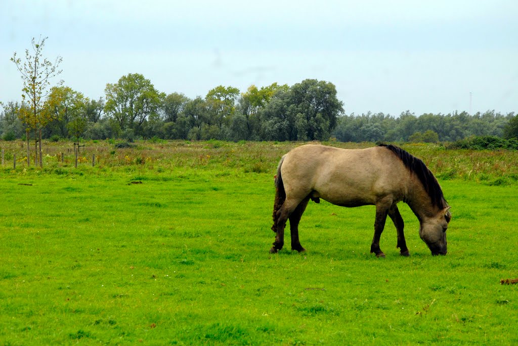 Langs het Zalmpad, Oud Beijerland. by © arij m van waart