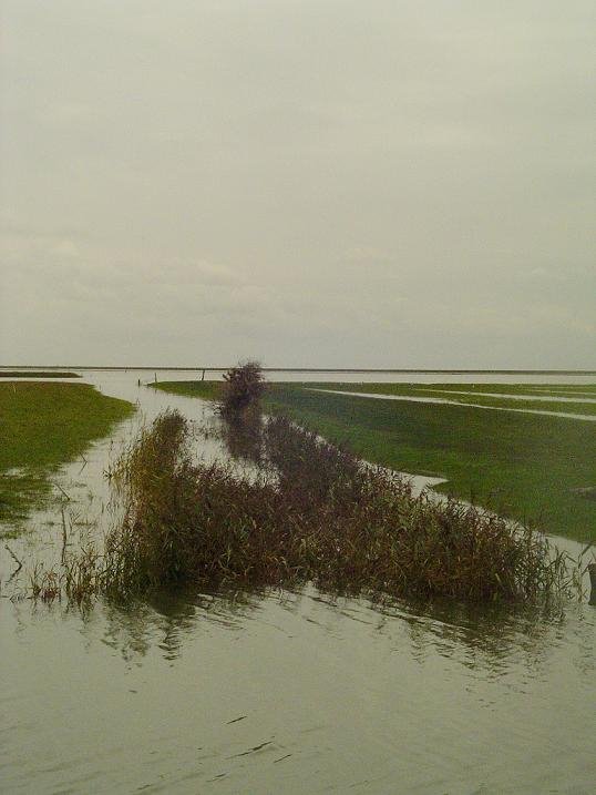 The salt marsh a few days after the storm. by Jan Hendrik