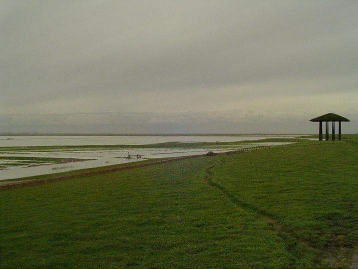 The salt marsh a few days after the storm. by Jan Hendrik