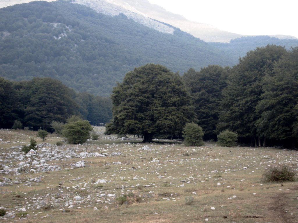 L'albero by oedipus