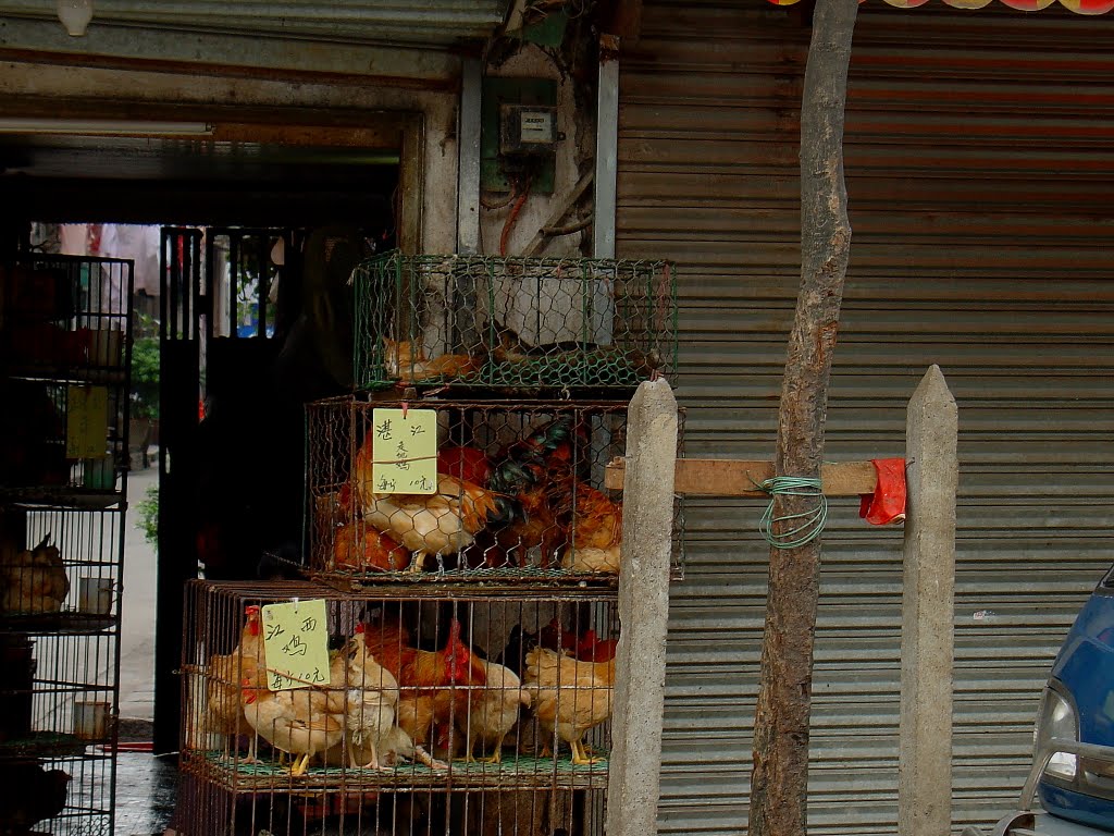 Marché aux animaux - Guangzhou by MING Sylvain