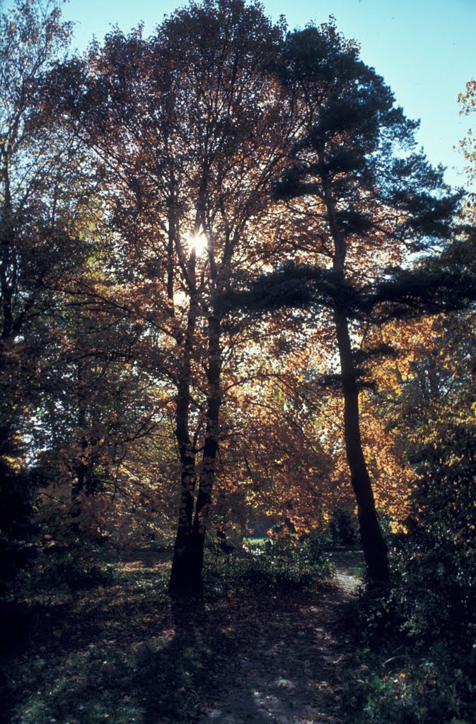 Őszi ellenfény (Autumnal back-light) by Cpt. Flint