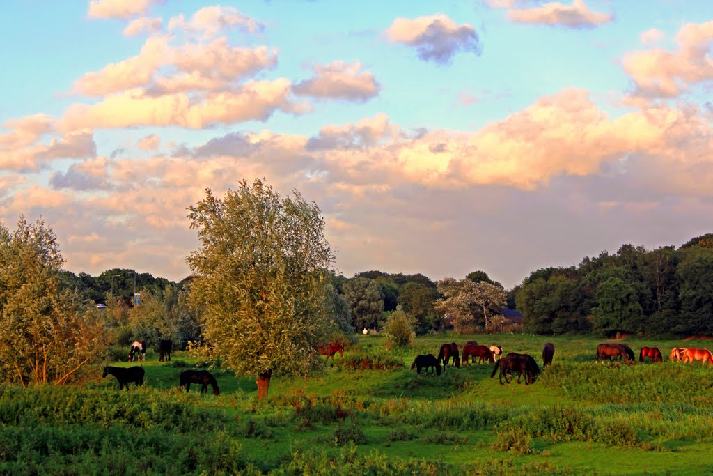 Paarden in de Jufferswaard by Bengeltje