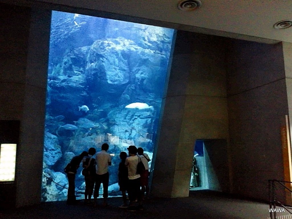 Oita Marine Palace Aquarium Umitamago　大分マリーンパレス水族館「うみたまご」 by mandegan