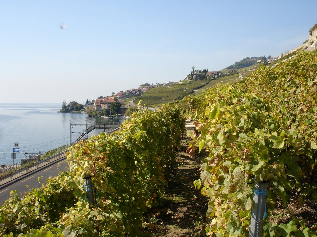 Vignoble de St-Saphorin et vue sur château de Glérolle by Jean-Marc Allet