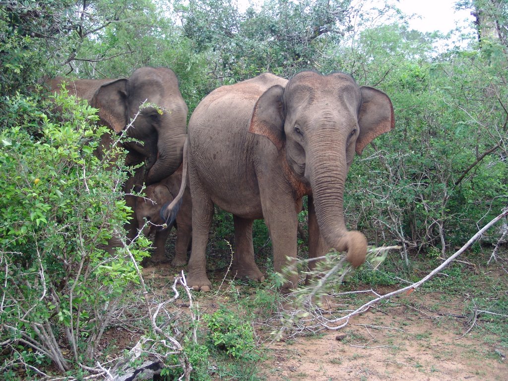 Elefanten im Yala National Park by choschiba