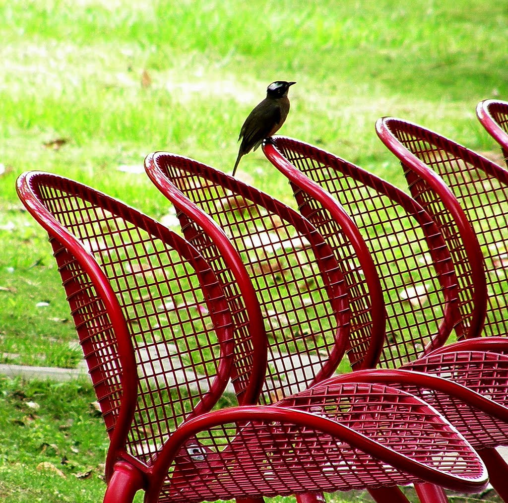 白頭鵯 Chinese Bulbul by Percy Tai  漆園童