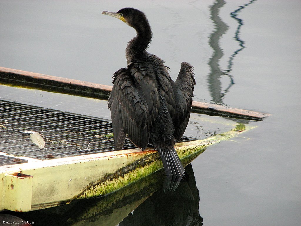 Баклан / Cormorant by Dmitriy Vitte