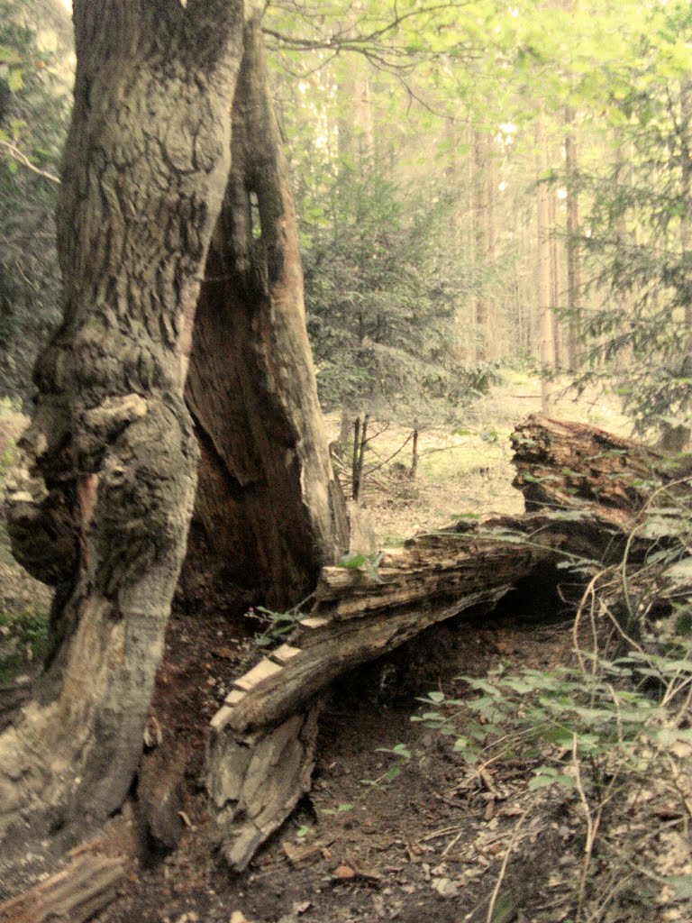 Alte Eiche am Fuß des Monte Troodelöh by ©Elisabeth van Langen