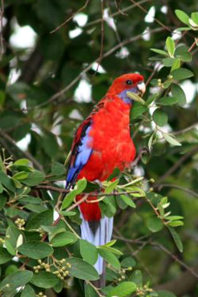 There's a Rosella at my window: Platycercus elegans by Ian Stehbens