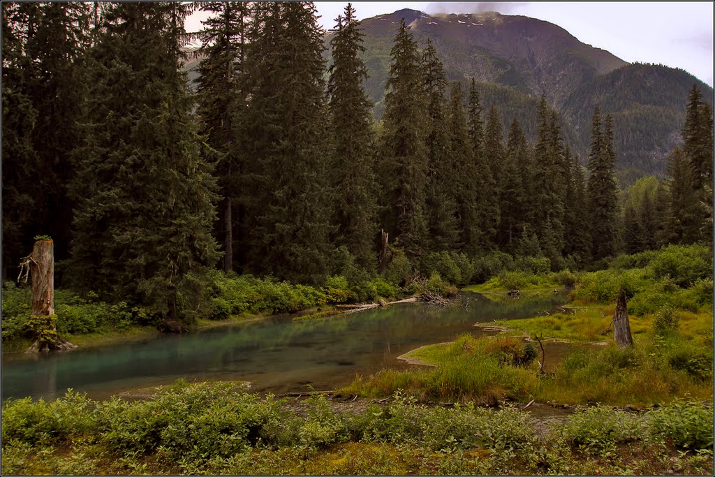 Bear Viewing by Michael Taschka