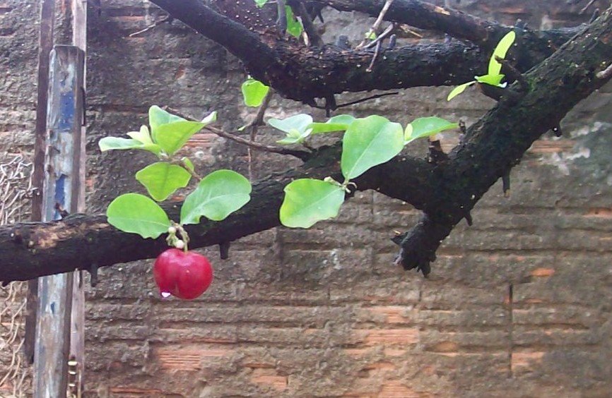 Acerola na casa das flores by Cleuza Daros