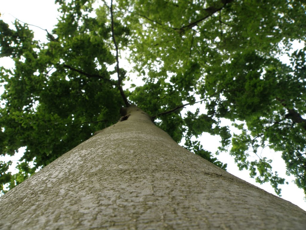 Up the tree... by Tomislav Pecak