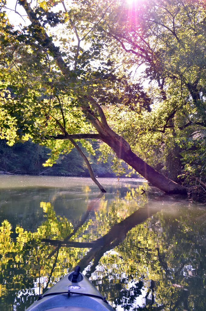 Sunlight filters through the trees along the riverside by exterran