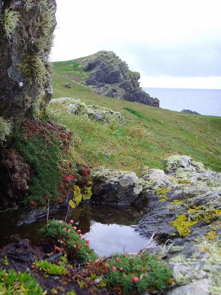 Wildflowers on The Lizard by MarkWNS