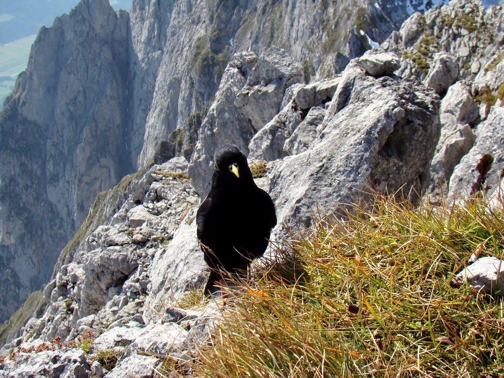 Alpendohle am Grimming, 09/2011 by trumsi