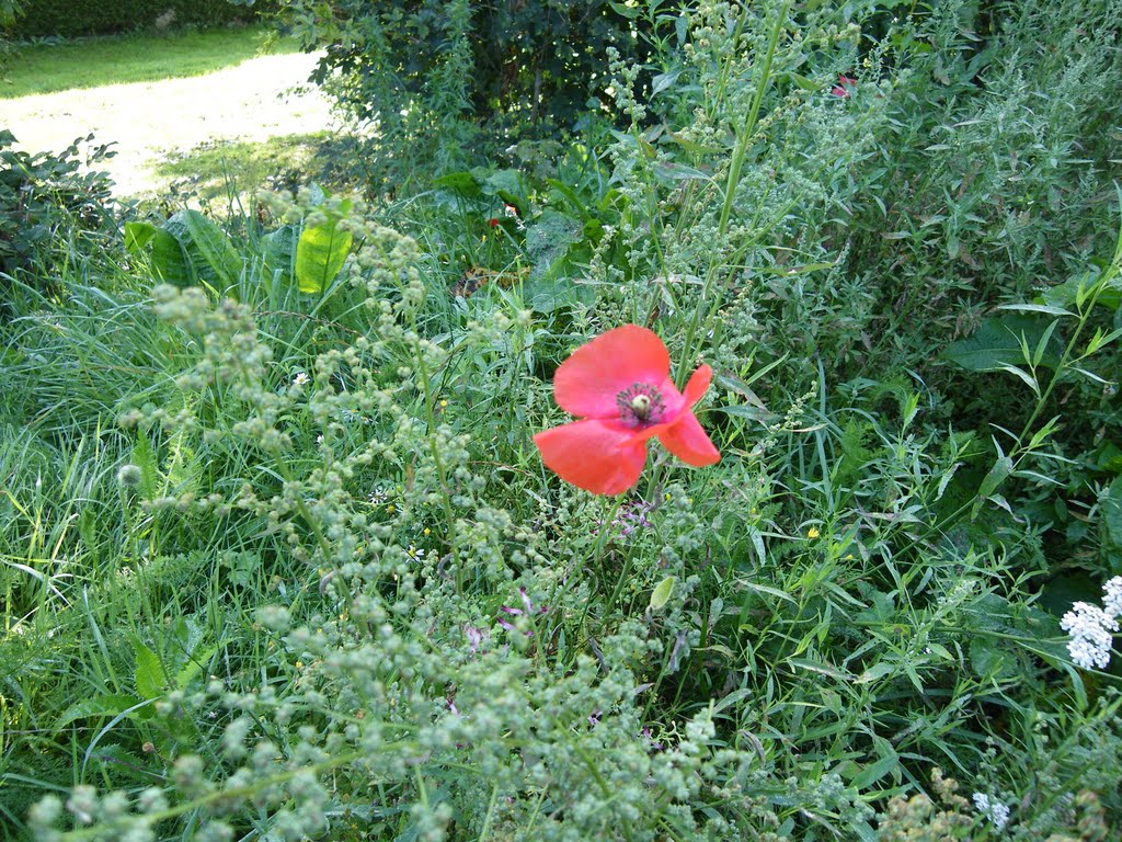 Coquelicot by chisloup