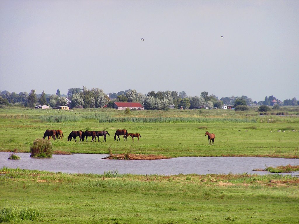 In het Waterland by gert53