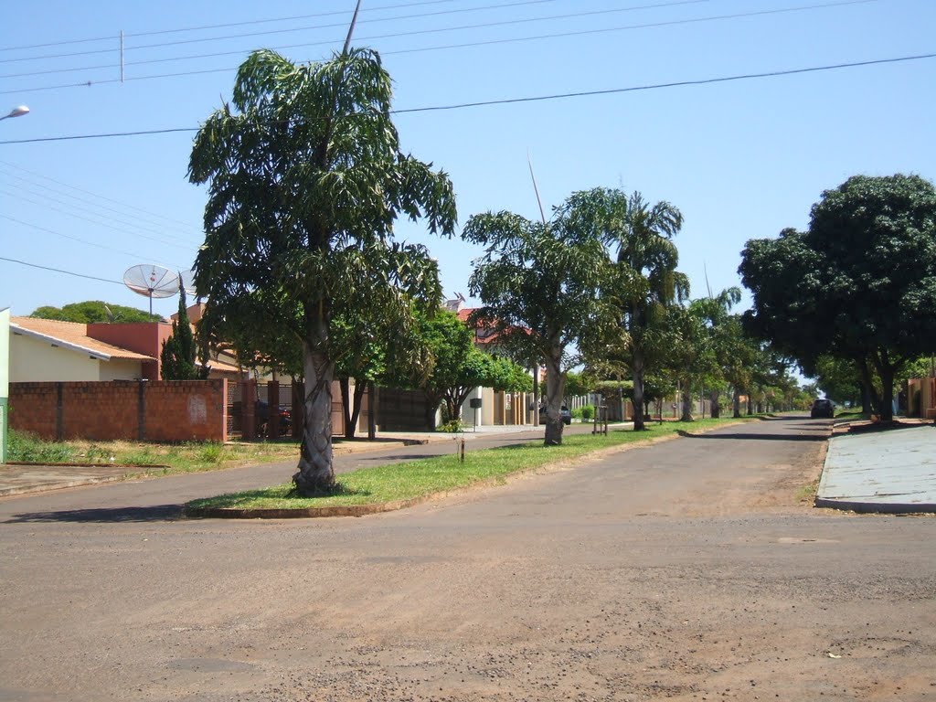 Palmeiras da Av. Imigrantes no Nova Era by Regi Franc