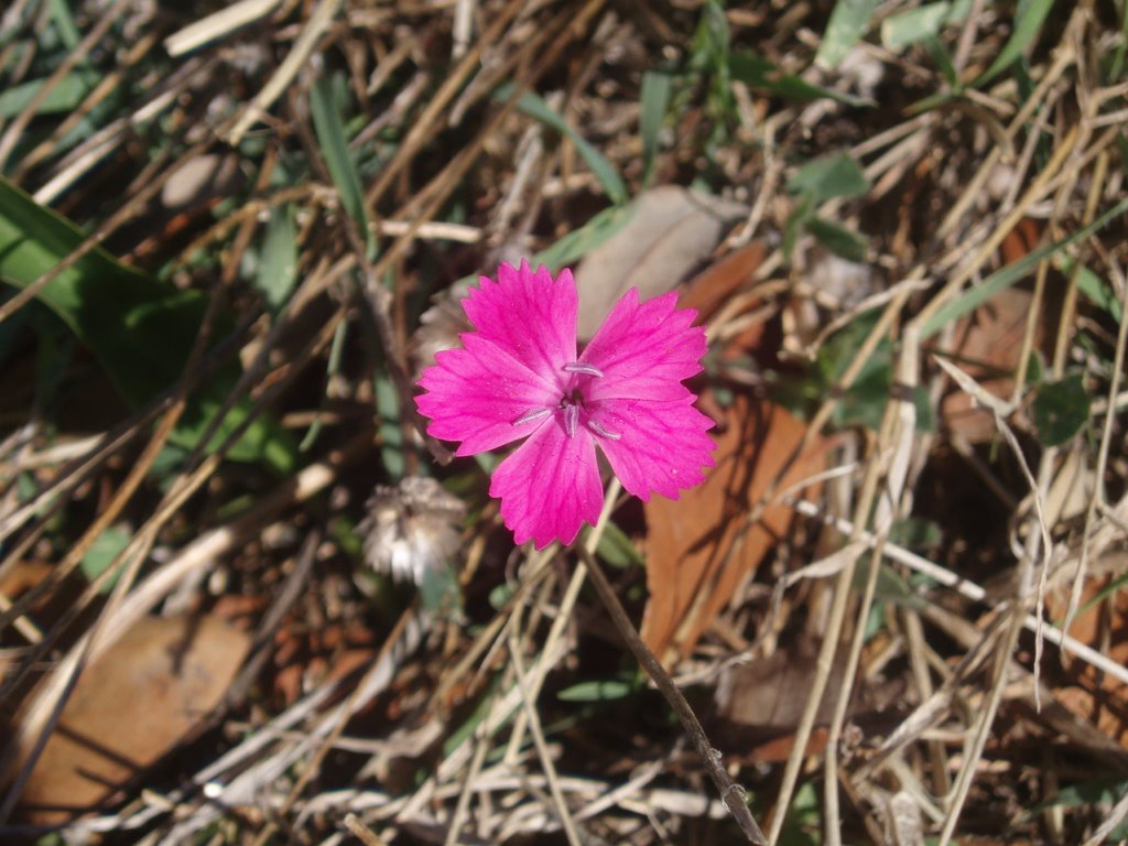 Flora by doc maldad