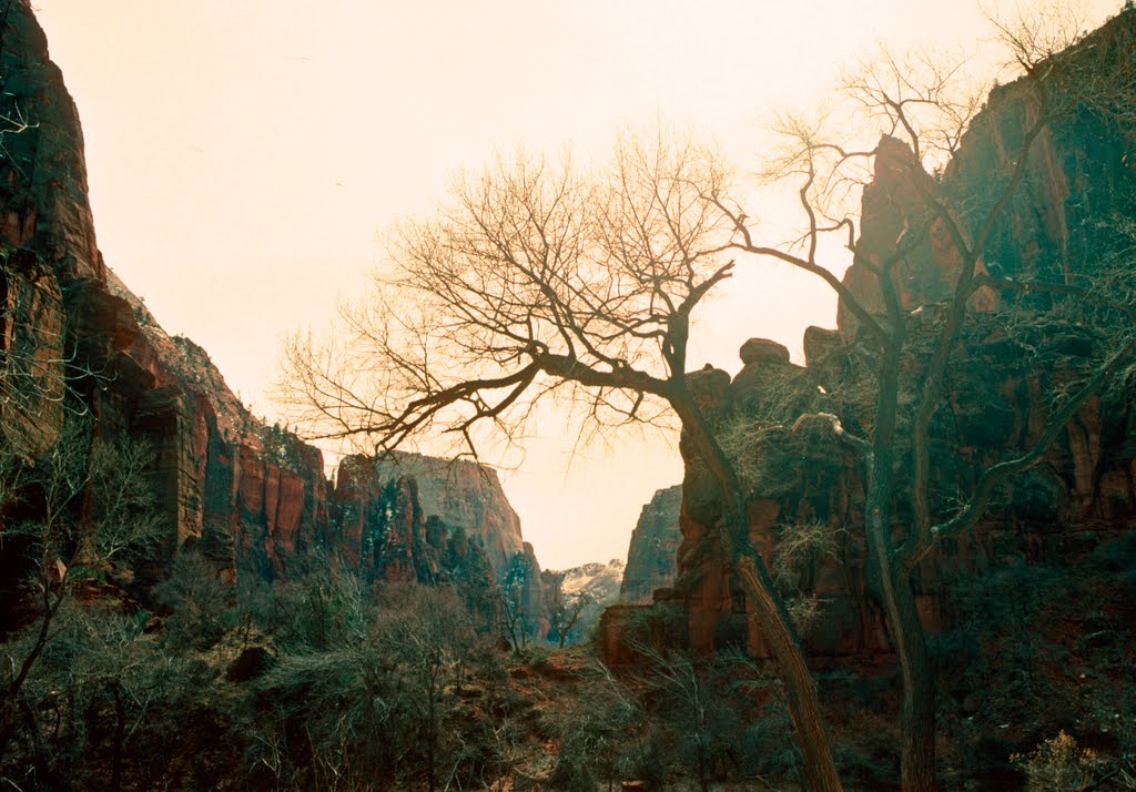 Zion National Park Canyon by idahodon