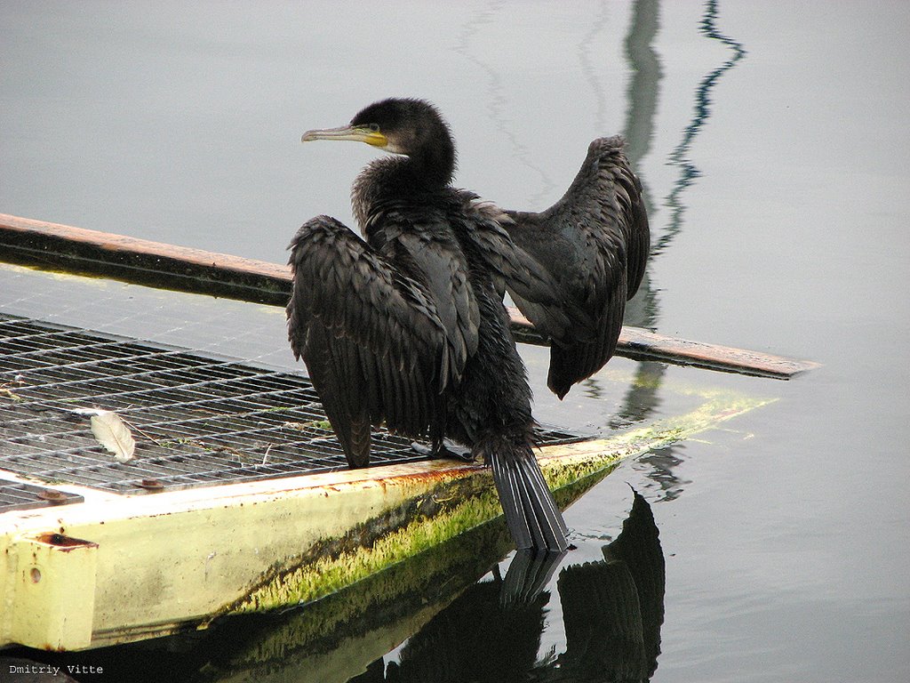 Баклан / Cormorant by Dmitriy Vitte