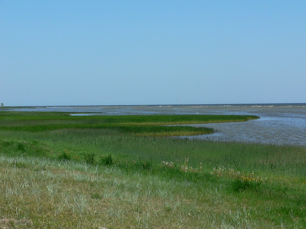 Coastal meadows of the Riga Gulf near Mersrags (2007.VI) by DmitryTelnov