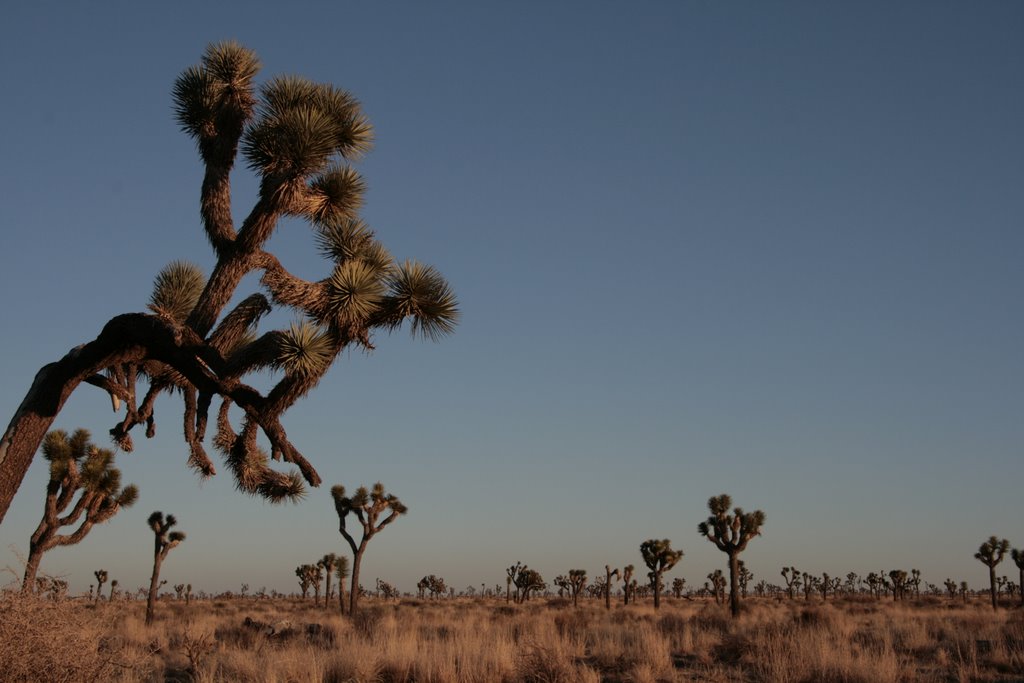 Joshua Trees by hnuecke