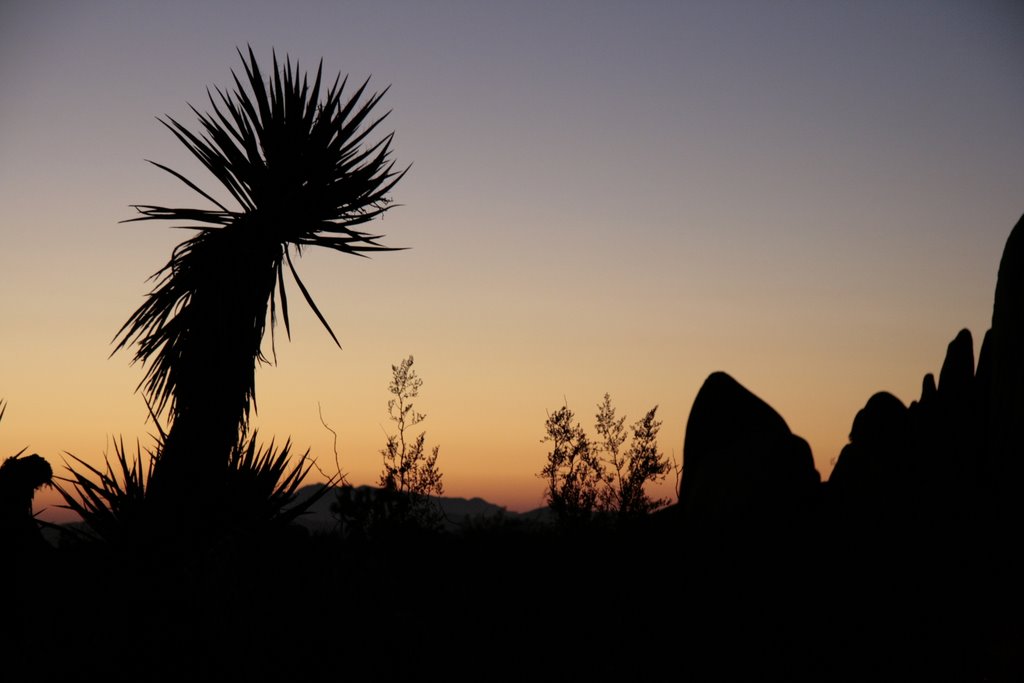 Sunrise, View dir Live Oak in Joshua Tree NP by hnuecke