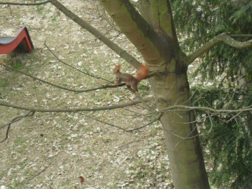 Meine neue nachbarin ... Fr. Eichhörnchen (4) by smarkBV