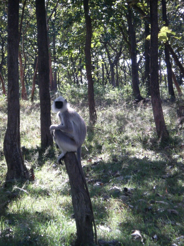 Indian Macaques at Bandipur by drmuinazam