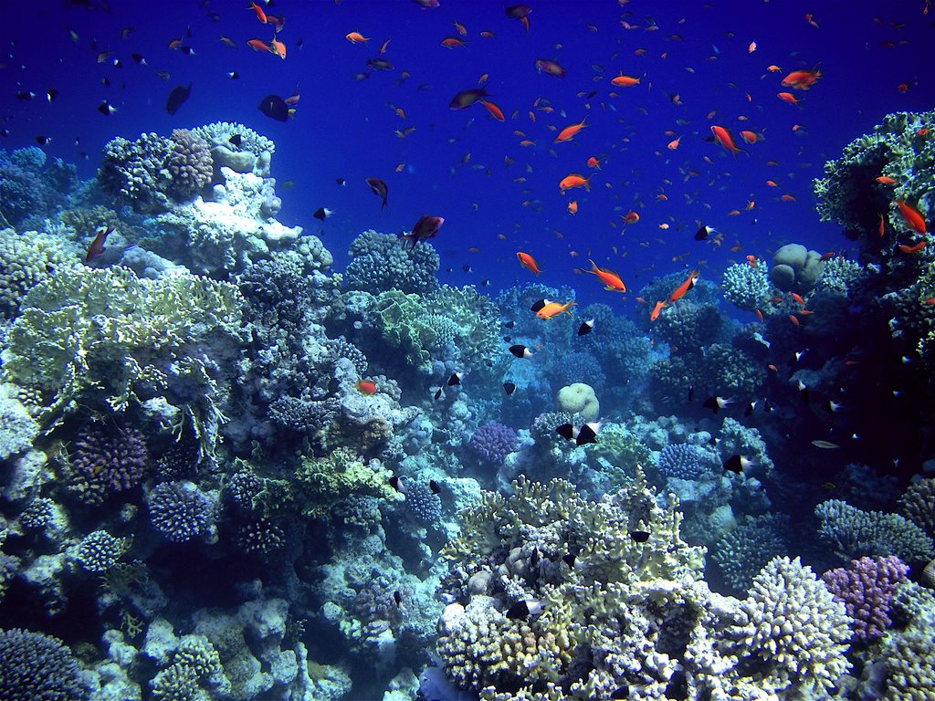 Makadi Bay Under Water by Anton's Photos