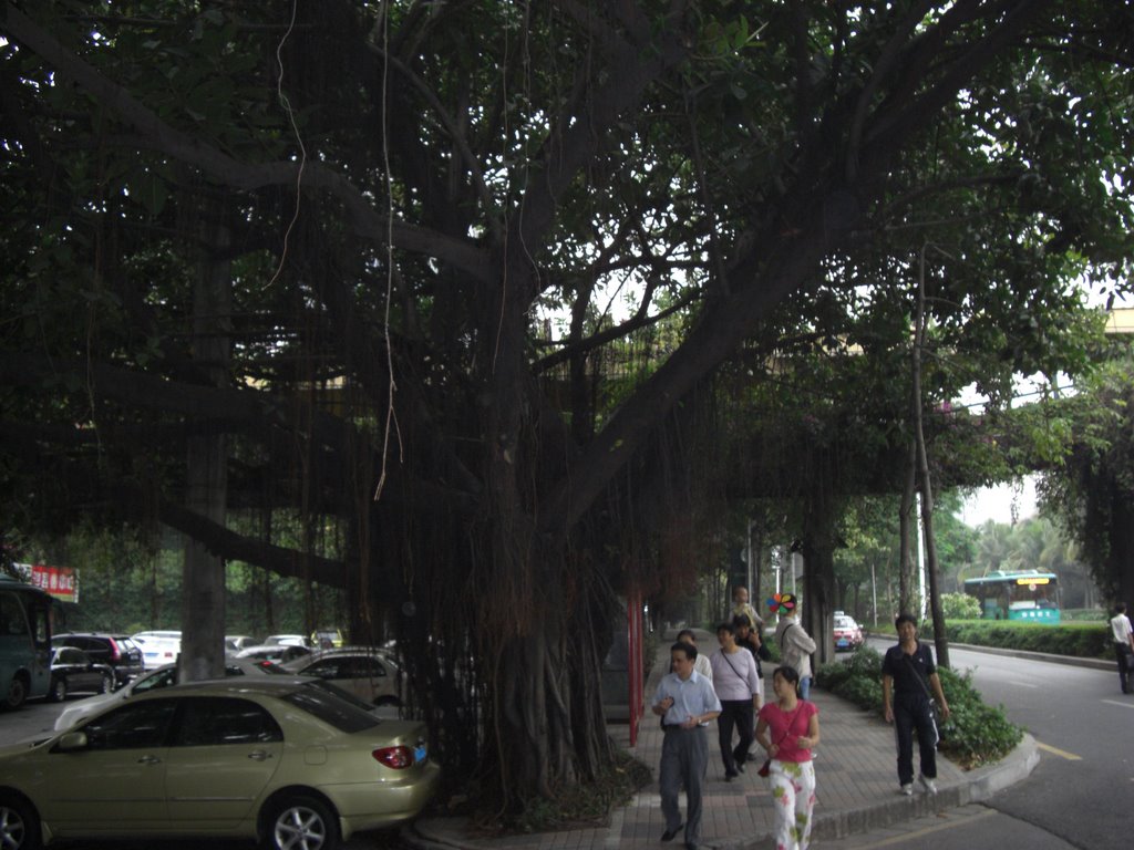 Overseas Chinese City, Shenzhen, Guangdong, China by johanchina