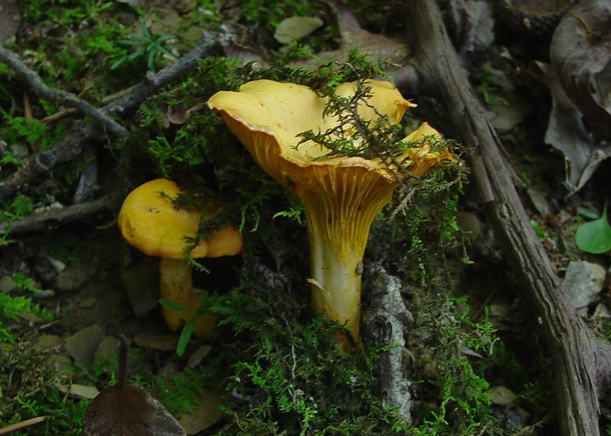 Chanterelle (Cantarellus Cibarius) by D Light