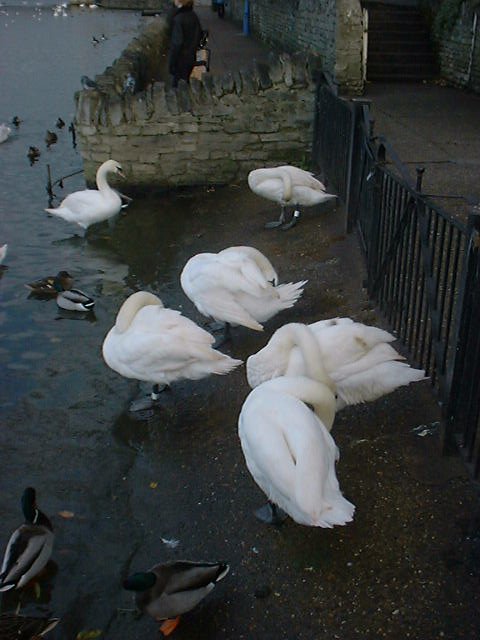 Great Britain 1999, Henley by Mark.Schaad