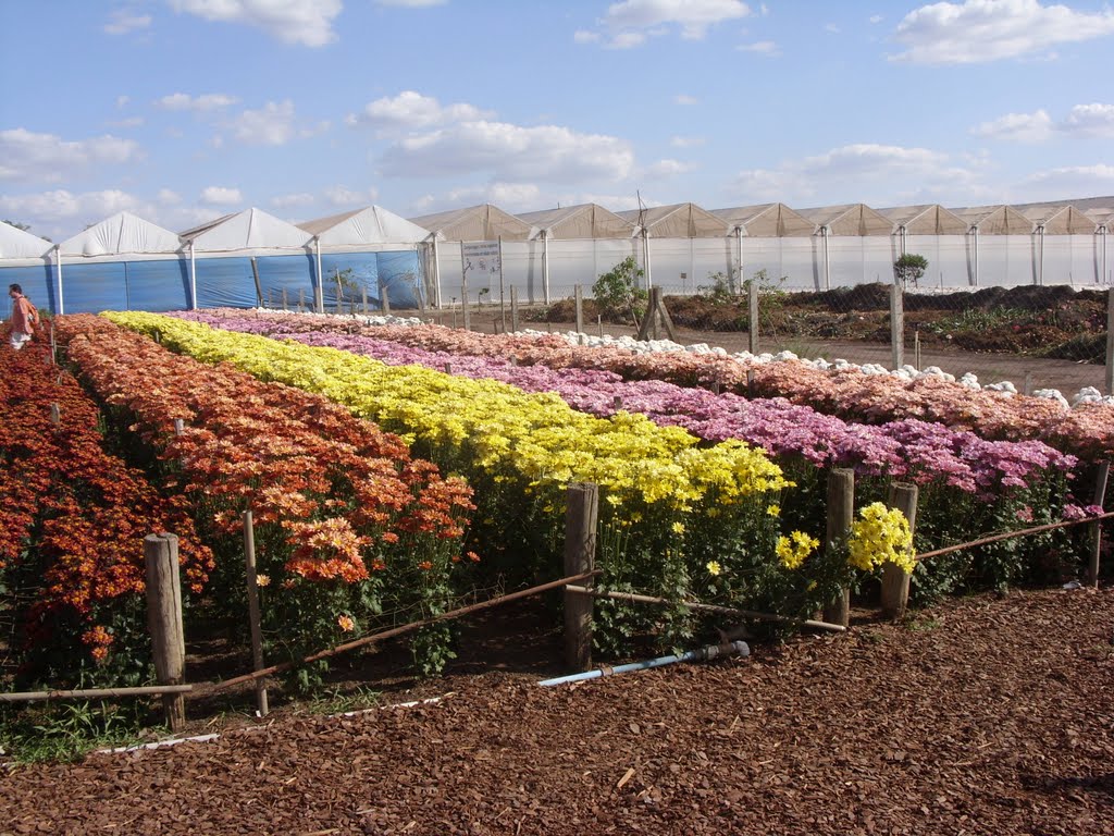 HOLAMBRA (SP) - Fazenda de Flores by F. Secco