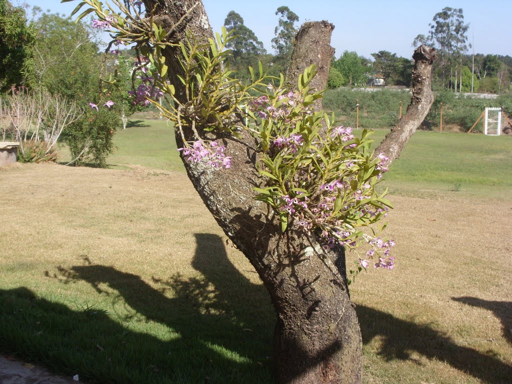 HOLAMBRA (SP) - Parque Hotel das Flores by F. Secco