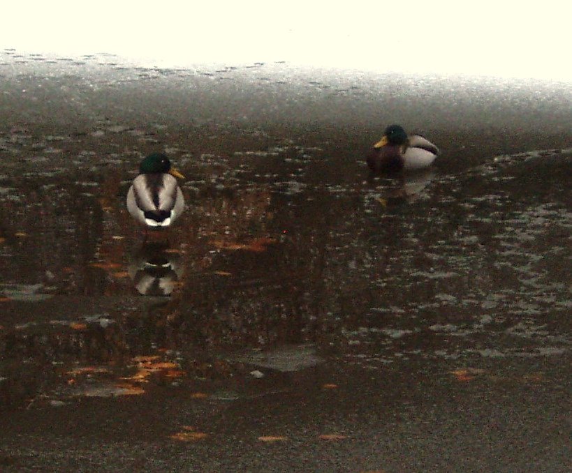 Freezing Ducks by Anne Wiese