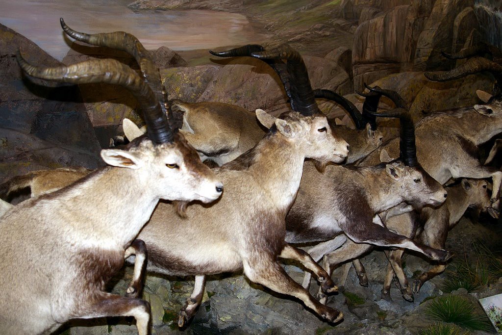 Museo de la Fauna Salvaje, Valdehuesa, Boñar, León by Antonio Alba