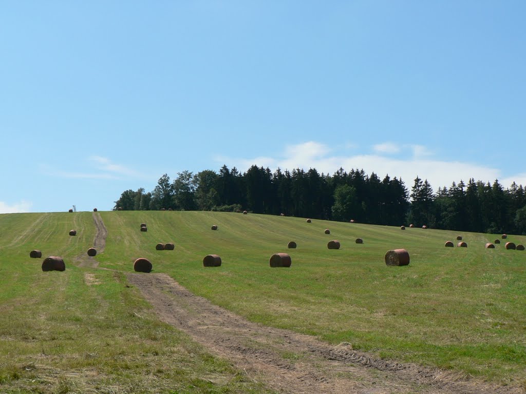 Hay by Daniela Tejčková